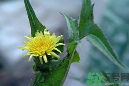皮膚過敏可以吃苦菜嗎？吃苦菜會(huì)皮膚過敏嗎？