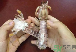 剝蝦神器怎么用？剝蝦神器在哪里買？