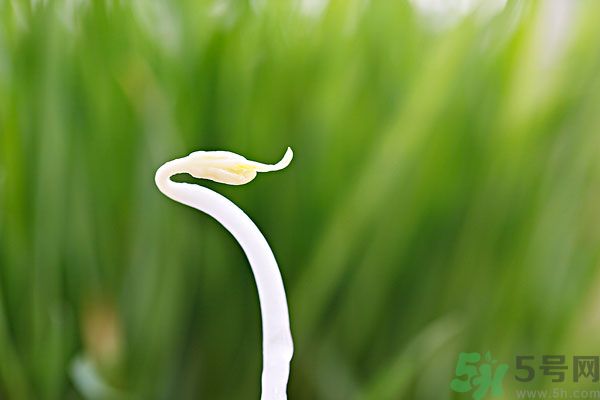 綠豆芽有什么功效？綠豆芽的功效是什么？