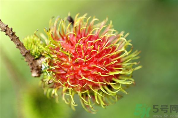 孕婦可以吃紅毛丹嗎？孕婦吃紅毛丹好嗎？