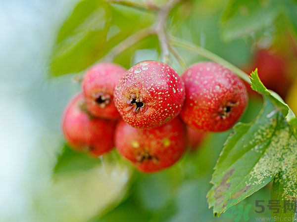 尿酸高能吃山楂嗎？痛風(fēng)能吃山楂嗎？