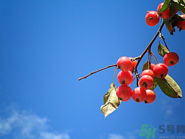 尿酸高能吃山楂嗎？痛風(fēng)能吃山楂嗎？