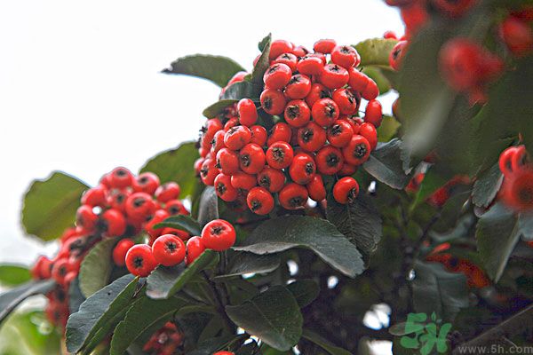 尿酸高能吃山楂嗎？痛風(fēng)能吃山楂嗎？