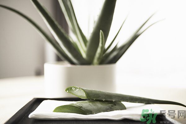 蘆薈怎么做好吃？蘆薈的做法有哪些？