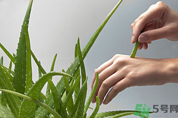 蘆薈是涼性的嗎？蘆薈是涼性還是熱性？