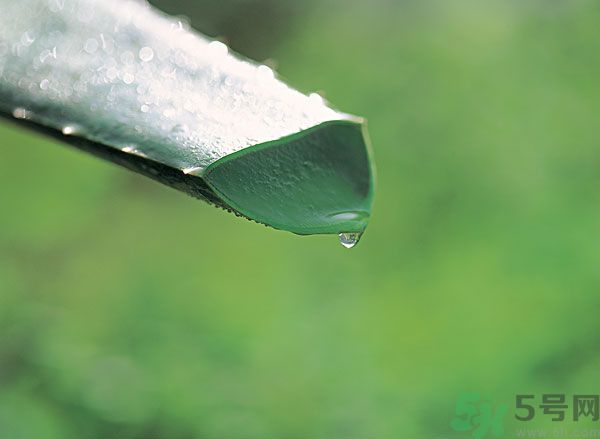 孕婦可以用蘆薈汁搽臉嗎？孕婦可以涂抹蘆薈汁嗎？
