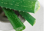 蘆薈是發(fā)物嗎？蘆薈是不是發(fā)物？