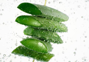 夏天吃蘆薈可以降火嗎？夏天吃蘆薈能清火嗎？