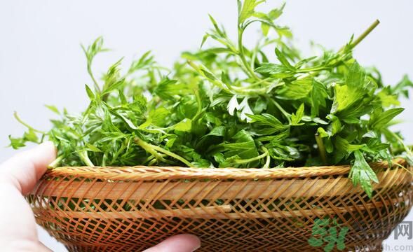 菖蒲是艾葉嗎？菖蒲是什么？