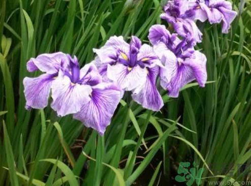 什么樣的菖蒲好？怎樣選購菖蒲？