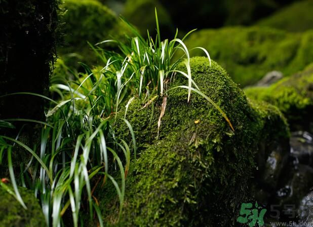 什么樣的菖蒲好？怎樣選購菖蒲？