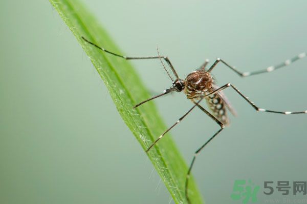蚊子討厭什么氣味？蚊子討厭什么顏色？