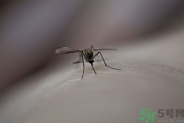蚊子討厭什么氣味？蚊子討厭什么顏色？