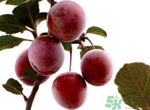 李子可以放冰箱嗎？李子應(yīng)該怎樣保存？