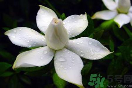 梔子花可以減肥嗎？梔子花怎么減肥？