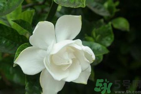 梔子花可以減肥嗎？梔子花怎么減肥？