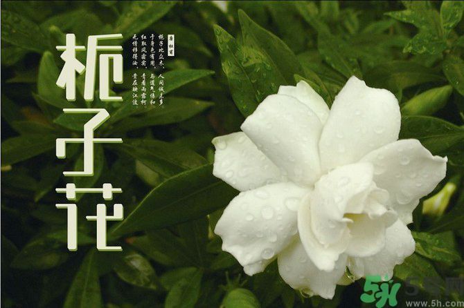 梔子花茶可以補(bǔ)血嗎？貧血可以喝梔子花茶嗎？
