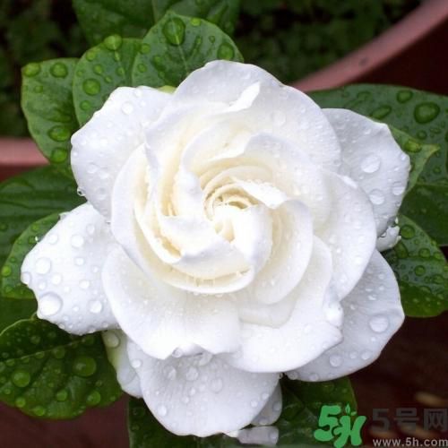 梔子花茶可以補(bǔ)血嗎？貧血可以喝梔子花茶嗎？
