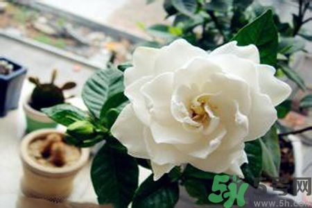梔子花可以降血糖嗎？梔子花茶可以降血糖嗎？