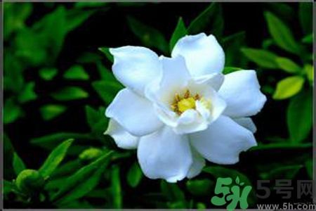 梔子花可以降血糖嗎？梔子花茶可以降血糖嗎？