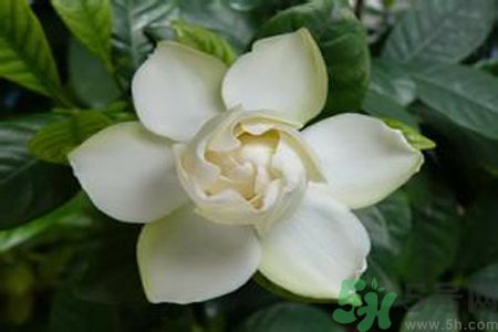 寶寶可以聞梔子花的味道嗎？寶寶聞梔子花的味道好嗎？