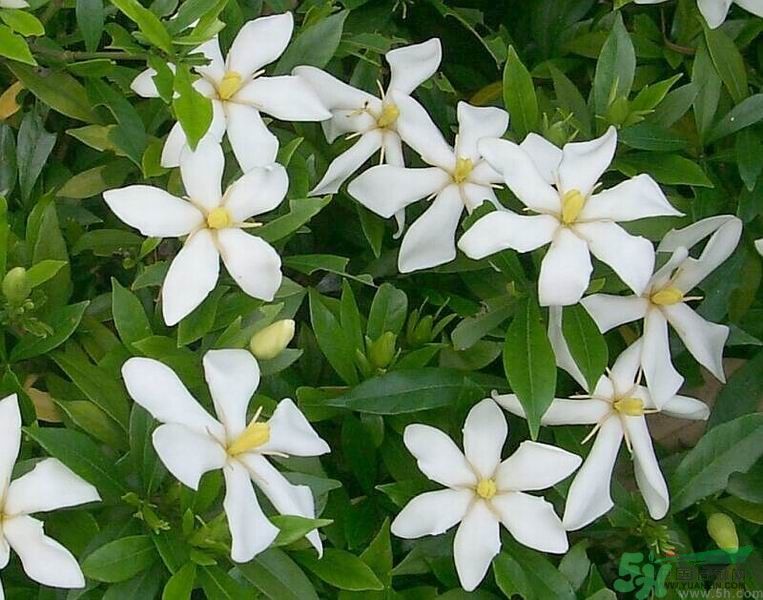 梔子花的葉子為什么會發(fā)黃？梔子花的葉子發(fā)黃了怎么辦？
