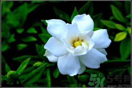 梔子花的葉子為什么會(huì)發(fā)黃？梔子花的葉子發(fā)黃了怎么辦？