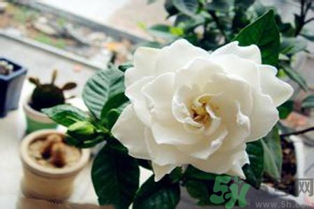 梔子花茶是熱性還是涼性？梔子花茶是涼性的嗎？