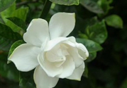 梔子花可以安神嗎？梔子花可以治療失眠嗎？