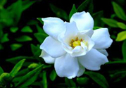 梔子花茶可以降血壓嗎？梔子花泡水可以降血壓嗎？