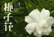 梔子花可以減肥嗎？梔子花怎么減肥？