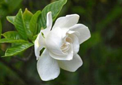 梔子花可以降血糖嗎？梔子花茶可以降血糖嗎？