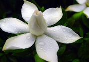 梔子花茶可以補(bǔ)血嗎？貧血可以喝梔子花茶嗎？