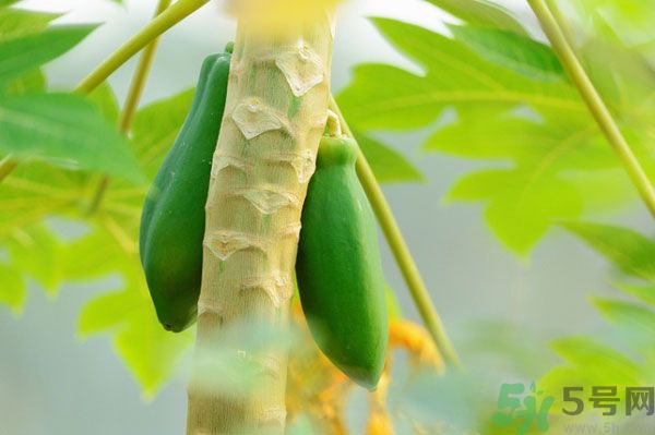 木瓜是水果還是蔬菜？青木瓜是水果嗎？
