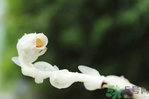 死亡之花可以吃嗎？死亡之花吃了會中毒嗎？