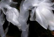 陜西發(fā)現(xiàn)死亡之花 水晶蘭為什么叫死亡之花？