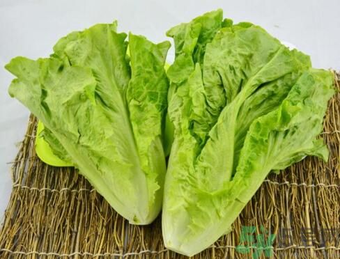 吃生菜會(huì)長(zhǎng)斑嗎？吃生菜會(huì)造成長(zhǎng)斑嗎？