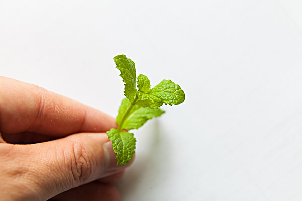 薄荷能治蕁麻疹嗎？蕁麻疹喝薄荷茶有用嗎？