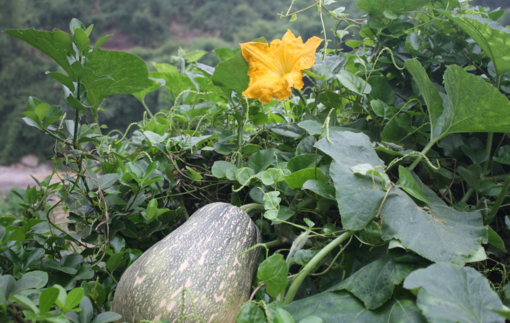 南瓜吃了皮膚會(huì)變黃嗎？吃南瓜對(duì)皮膚有什么影響？