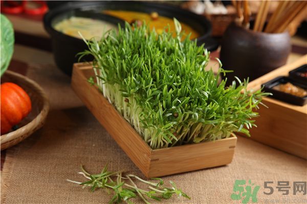 空心菜是菠菜嗎？空心菜是不是菠菜？