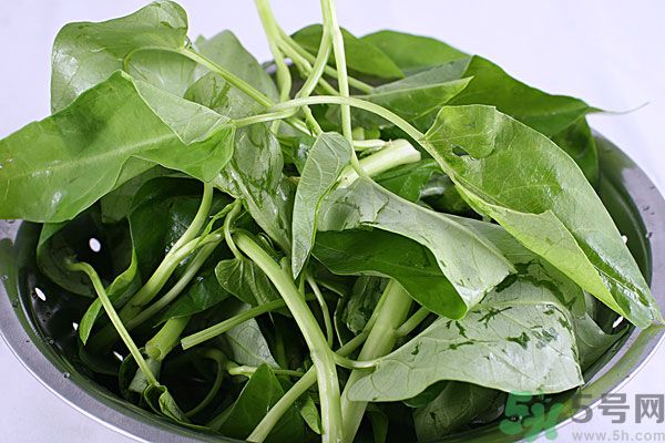 空心菜是菠菜嗎？空心菜是不是菠菜？