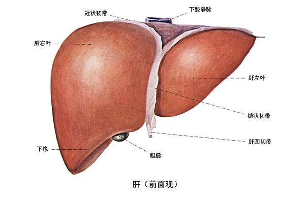 臉上長痘能吃南瓜嗎？臉上長痘吃南瓜好不好？