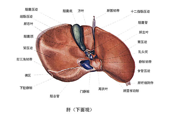 臉上長痘能吃南瓜嗎？臉上長痘吃南瓜好不好？