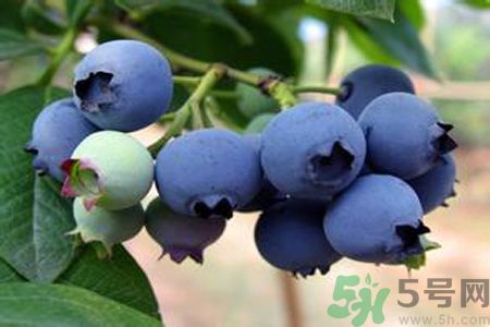 藍(lán)莓上面的白色的東西是什么？藍(lán)莓上面的白色的東西可以吃嗎？