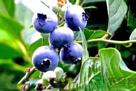 藍(lán)莓有籽嗎？藍(lán)莓籽是藍(lán)莓的種子嗎？