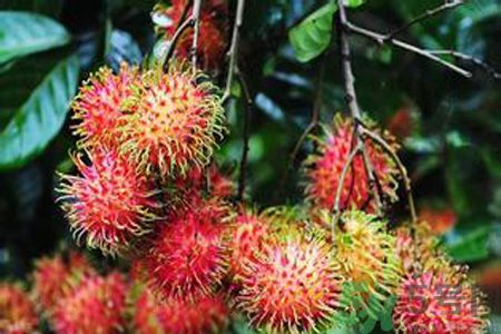 紅毛丹的殼可以吃嗎？紅毛丹的皮可以吃嗎？