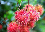 寶寶可以吃紅毛丹嗎？寶寶多大了可以吃紅毛丹？