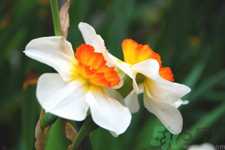 父親節(jié)送什么花好？父親節(jié)送什么花？