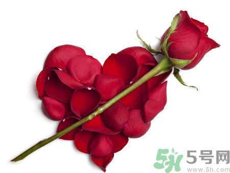 父親節(jié)送什么花好？父親節(jié)送什么花？