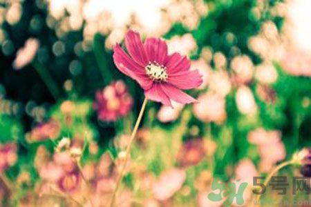 父親節(jié)送什么花好？父親節(jié)送什么花？